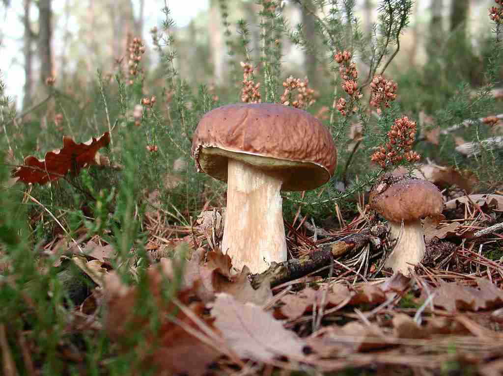  Image name: 100 Porcino.jpg 
 width: 1024 pixel 
 height: 766 pixel 
 Size: 56708 bytes 
 Click to enlarge 